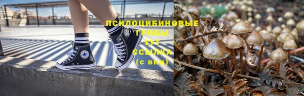 индика Ельня